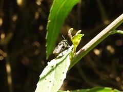 Leptorachis