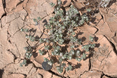 Stylocline micropoides