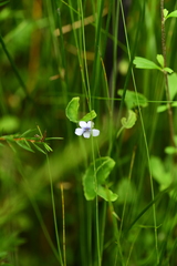 Viola silicestris