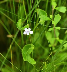 Viola silicestris
