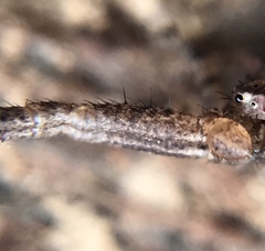Xysticus ferox