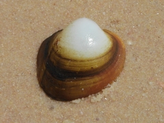 Monocondylaea jaspidea