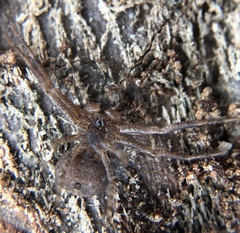 Xysticus ferox