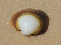 Monocondylaea jaspidea