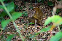 Dasyprocta variegata