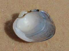 Monocondylaea jaspidea