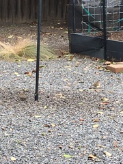 Zonotrichia leucophrys