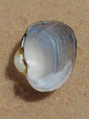 Monocondylaea jaspidea
