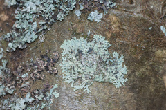 Parmeliopsis hyperopta