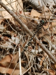 Archaeosynthemis leachii