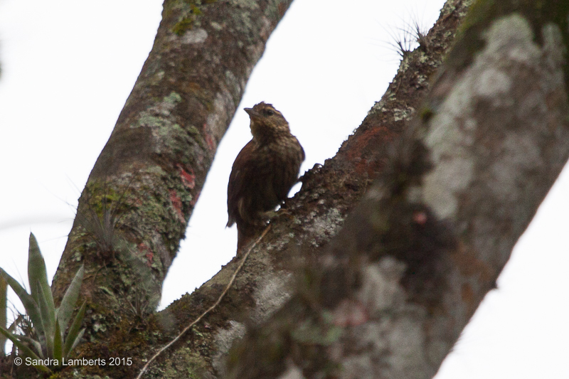 Pale-Browed Treehunter
