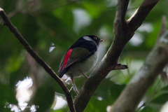 Ilicura militaris