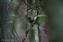 Dysithamnus mentalis