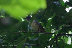 Dysithamnus mentalis