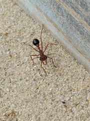 Myrmecia analis