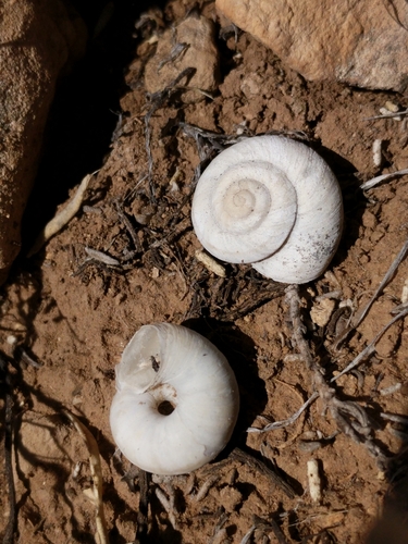 Diablo Mountainsnail