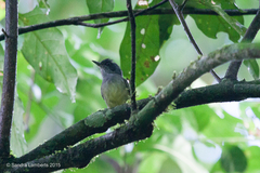 Dysithamnus mentalis