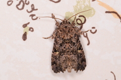 Argyrosticta decumana