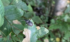 Megalometis spinifer