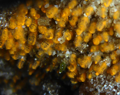 Pycnoclavella stanleyi