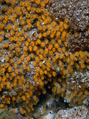 Pycnoclavella stanleyi