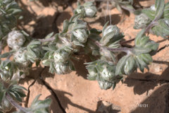 Stylocline micropoides