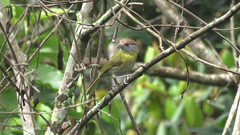Cyclarhis gujanensis