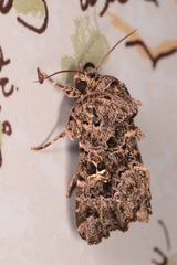 Argyrosticta decumana