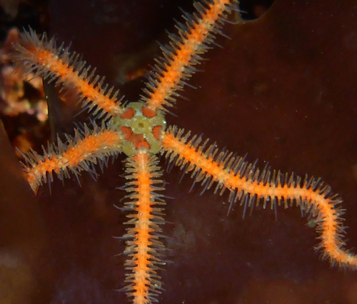 Western Spiny Brittle Star, photo 8 of 10