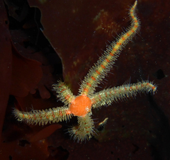 Ophiothrix spiculata image