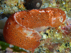 Liparis mucosus