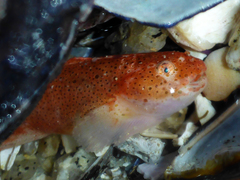 Liparis mucosus