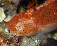 Liparis mucosus
