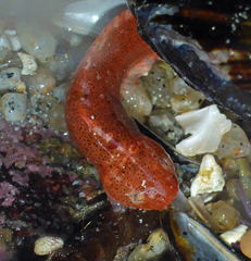 Liparis mucosus