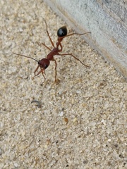 Myrmecia analis