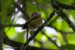Hylophilus poicilotis