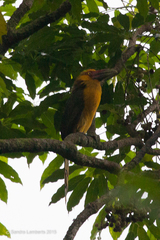 Pteroglossus bailloni