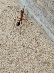 Myrmecia analis