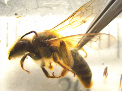 Leioproctus fulvescens