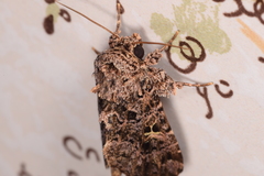 Argyrosticta decumana
