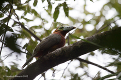 Selenidera maculirostris