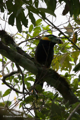 Selenidera maculirostris