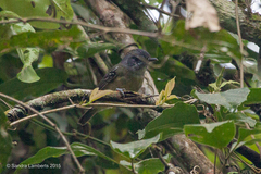 Dysithamnus stictothorax