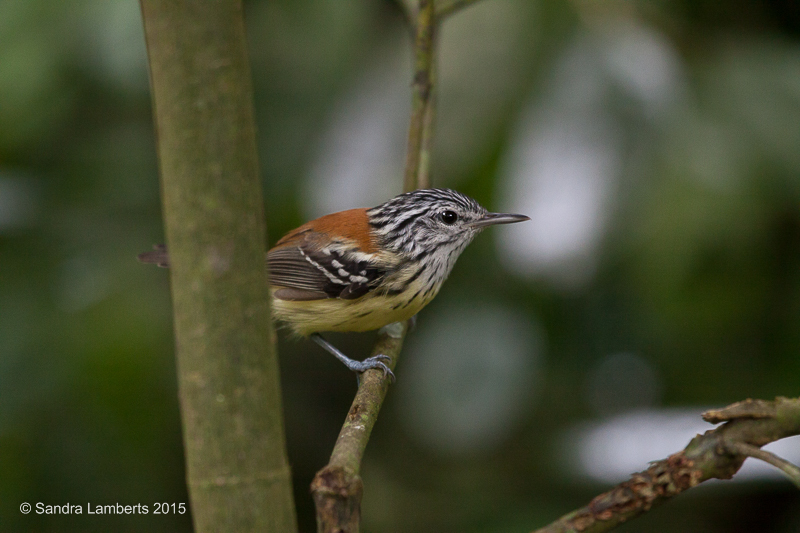 Streak-capped Antwren photo
