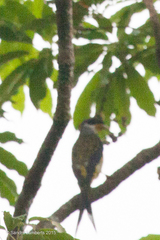 Phibalura flavirostris