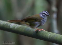 Myiothlypis leucoblephara