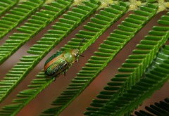 Calomela parilis