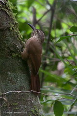 Xiphocolaptes albicollis