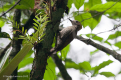 Dryobates maculifrons