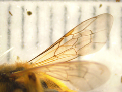 Leioproctus fulvescens